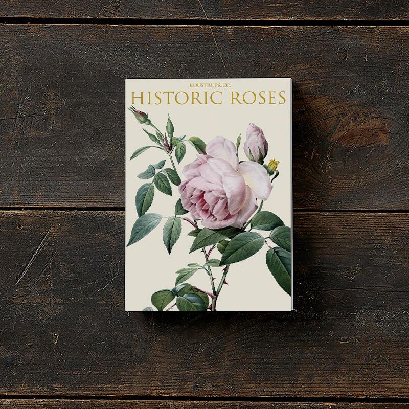 洋書 Porzellanmalerei Faszination Rosen Historic Roses – 8 cards – Koustrup & Co